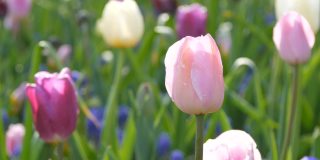 美丽的粉红色和紫色的郁金香盛开在春天的花园里