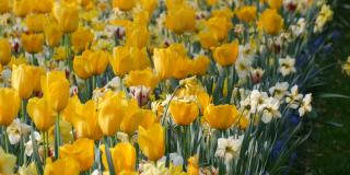 春天花园里盛开着美丽的黄色郁金香和水仙花。