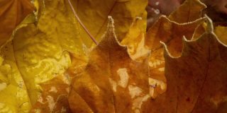 黄澄澄的枫叶上满是霜冻的秋霜，岁月流逝的霜冻生长在秋叶上