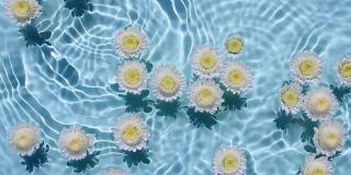 白色的菊花在水面和下落的水滴，波浪在蓝色的背景。水溅出蓝色。纯净水反射阳光和阴影