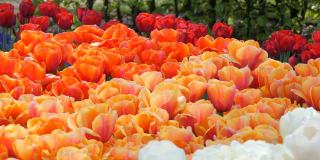 世界著名的库肯霍夫皇家公园里美丽的大橘红色郁金香组合。郁金香田近观荷兰，荷兰