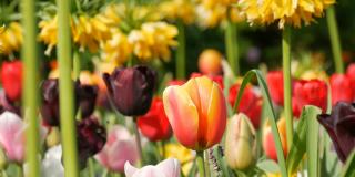 在世界著名的库肯霍夫皇家公园里，五彩缤纷的黑、黄、红、粉、白郁金香美丽地混合在一起。郁金香田近观荷兰，荷兰