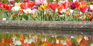 美丽的五彩郁金香混合在世界著名的库肯霍夫皇家公园的水中倒影。郁金香田近观荷兰，荷兰
