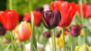 在世界著名的库肯霍夫皇家公园里，五彩缤纷的黑、黄、红、粉、白郁金香美丽地混合在一起。郁金香田近观荷兰，荷兰视频素材模板下载