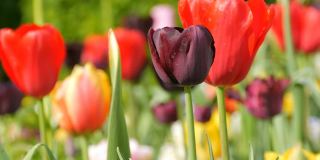 在世界著名的库肯霍夫皇家公园里，五彩缤纷的黑、黄、红、粉、白郁金香美丽地混合在一起。郁金香田近观荷兰，荷兰