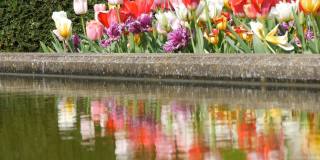 美丽的五彩郁金香混合在世界著名的库肯霍夫皇家公园的水中倒影。郁金香田近观荷兰，荷兰