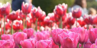 世界著名的库肯霍夫皇家公园里美丽的红白郁金香组合。郁金香田近观荷兰，荷兰