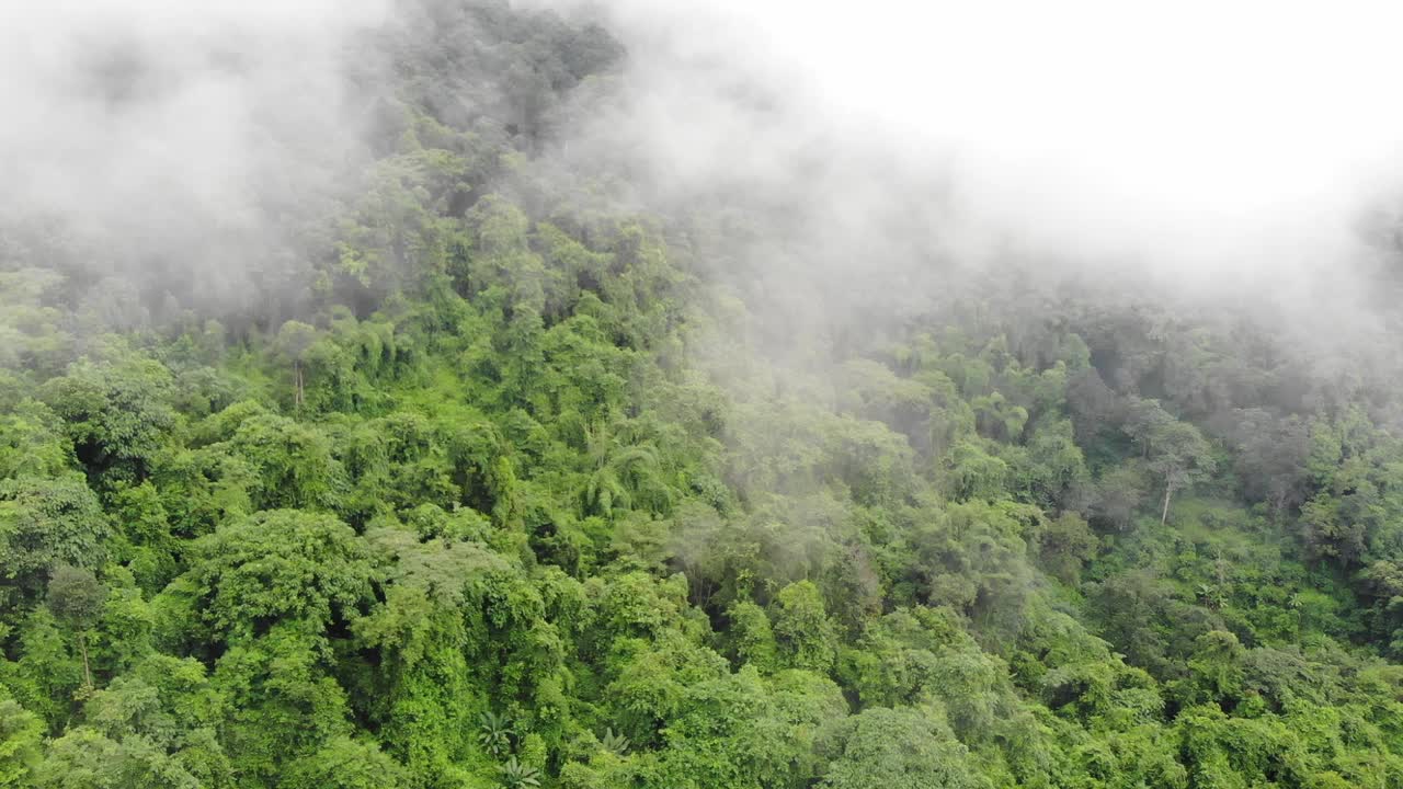 云雾缭绕的热带雨林鸟瞰图