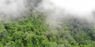 云雾缭绕的热带雨林鸟瞰图