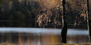明亮温暖的秋日阳光明媚，白桦树上金黄色的叶子倒映在森林湖泊的水面上。