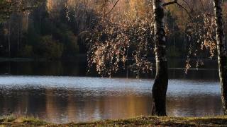 明亮温暖的秋日阳光明媚，白桦树上金黄色的叶子倒映在森林湖泊的水面上。视频素材模板下载