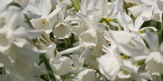 美丽新鲜的白色水仙花在春天的田野里盛开