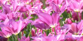 在阳光下的田野上，公园里盛开着柔软的粉红色紫丁香花瓣，这是一幅美丽的特写。大自然的美丽