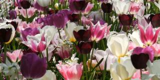 美丽的盛开着黑色，紫色和紫色的郁金香在公园里的田野里阳光