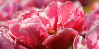 美丽动人的粉红色和白色牡丹郁金香在春天的花园里盛开。装饰性的郁金香花在春天盛开在皇家公园库肯霍夫。荷兰，荷兰