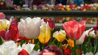 五彩缤纷的郁金香花在春天的花园里倒影，风景如画。皇家公园库肯霍夫的装饰性郁金香在春天盛开。荷兰,荷兰视频素材模板下载