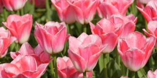 新鲜、美丽、美味的粉白色郁金香花朵在春天的花园里盛开。装饰性的郁金香花在春天盛开在皇家公园库肯霍夫近距离观察。荷兰,荷兰