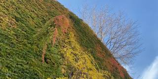 秋色红绿常青藤的叶子是山楂的秋色佳酿。明亮的黄红色树叶和树在古老的墙壁上，阳光明媚的蓝天。风景优美的波士顿常春藤植物。