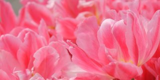 在春天的花园里，近距离观看花瓣盛开的粉红色的像牡丹一样的郁金香。郁金香田近距离观察荷兰，荷兰