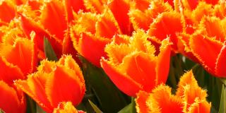 美丽的盛开温柔的新鲜的橘红色郁金香在早春荷兰公园，荷兰