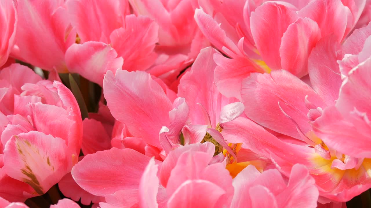 近距离观察美丽的粉红色盛开的像牡丹一样的郁金香在春天的花园里。郁金香田近距离观察荷兰，荷兰