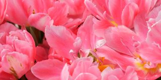近距离观察美丽的粉红色盛开的像牡丹一样的郁金香在春天的花园里。郁金香田近距离观察荷兰，荷兰