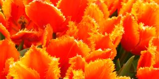 美丽的盛开温柔的新鲜的橘红色郁金香在早春荷兰公园，荷兰