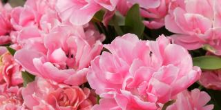 在春天的花园里，近距离观看花瓣盛开的粉红色的像牡丹一样的郁金香。郁金香田近距离观察荷兰，荷兰