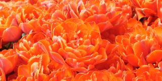 近距离观看美丽盛开的红牡丹般的郁金香在春天的花园里。郁金香田近距离观察荷兰，荷兰
