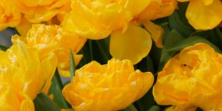 在春天的花园里，细看花瓣盛开的黄花般的郁金香。郁金香田近距离观察荷兰，荷兰