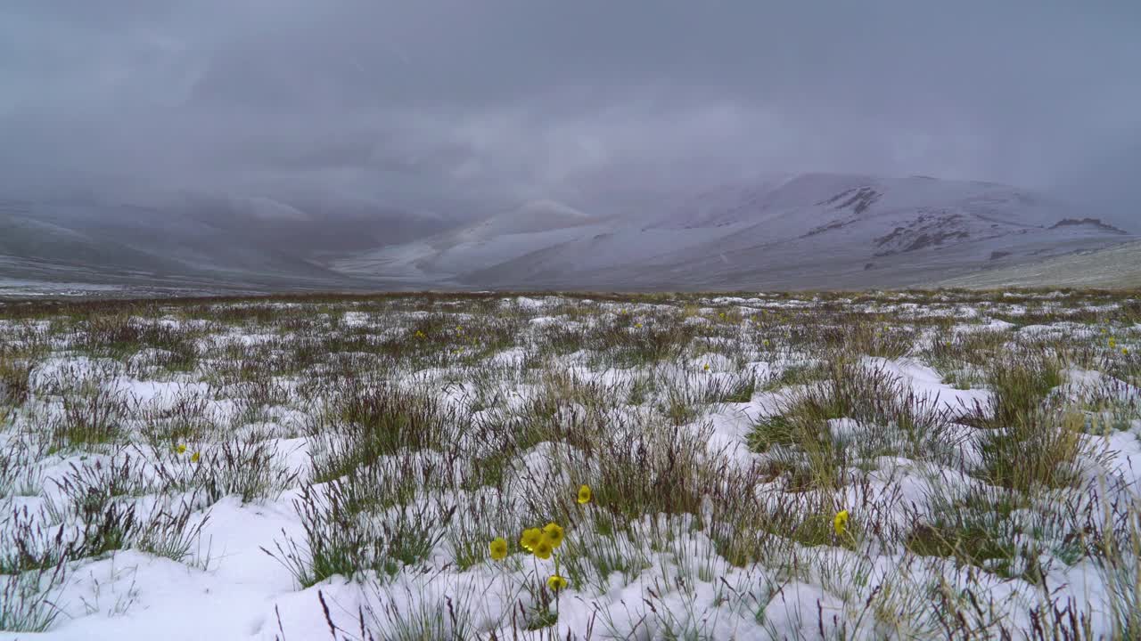 黄花生长在雪山