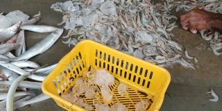 在印度鱼市分拣鱼虾