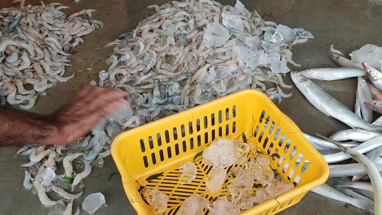 印度鱼市的鱼虾分类