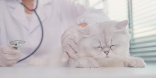 亚洲兽医在兽医诊所预约时为猫检查。在宠物医院，专业的女兽医站在检查台用听诊器工作，检查小动物小猫