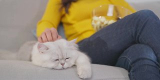 年轻女性在看电影时抚摸家猫的特写镜头。漂亮漂亮的女性坐在沙发上，和温柔的小猫咪在家里的客厅里度过休闲的闲暇时光