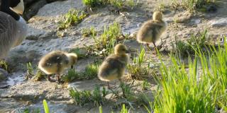 加拿大鹅和它们的小鸭子在河堤的岩石上近距离行走和吃草