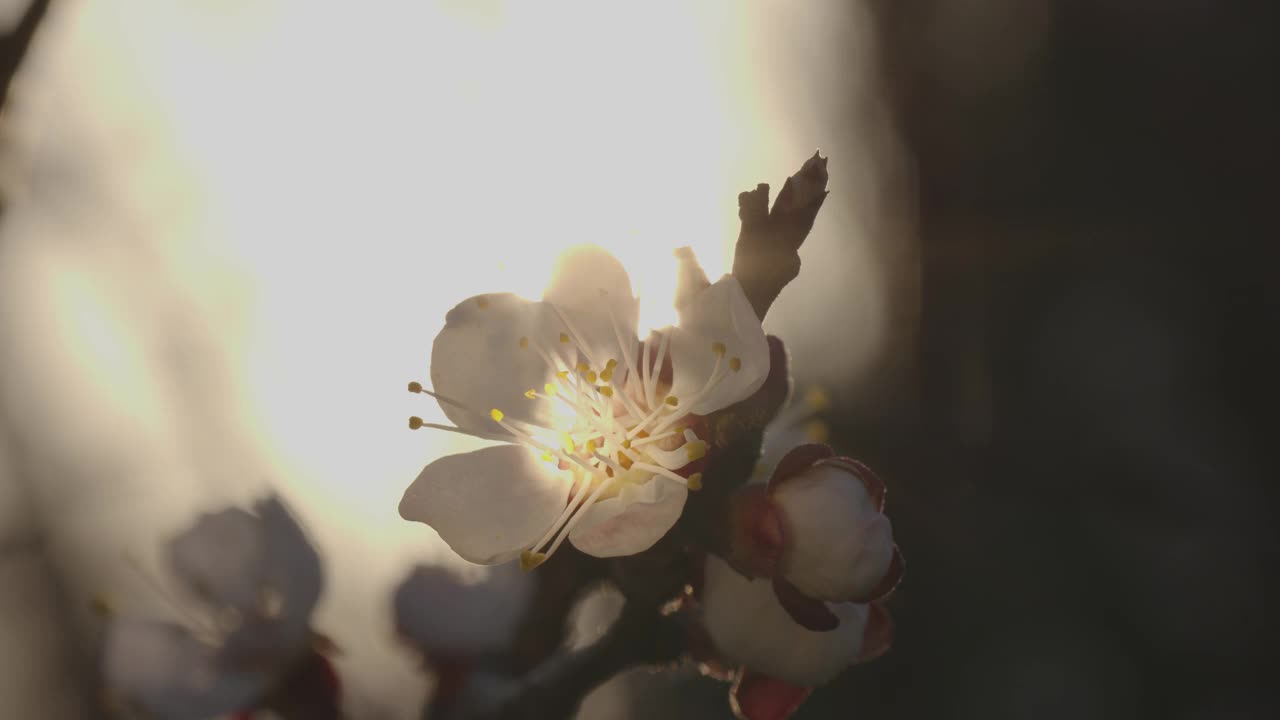 春天的花。在一个阳光明媚的日子，蜜蜂在杏树上为杏花授粉。