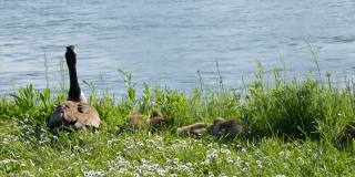 小鹅们睡觉了，在绿草中嬉戏，互相依偎。加拿大鹅