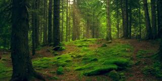 森林阳光自然神奇射线晨雾绿树