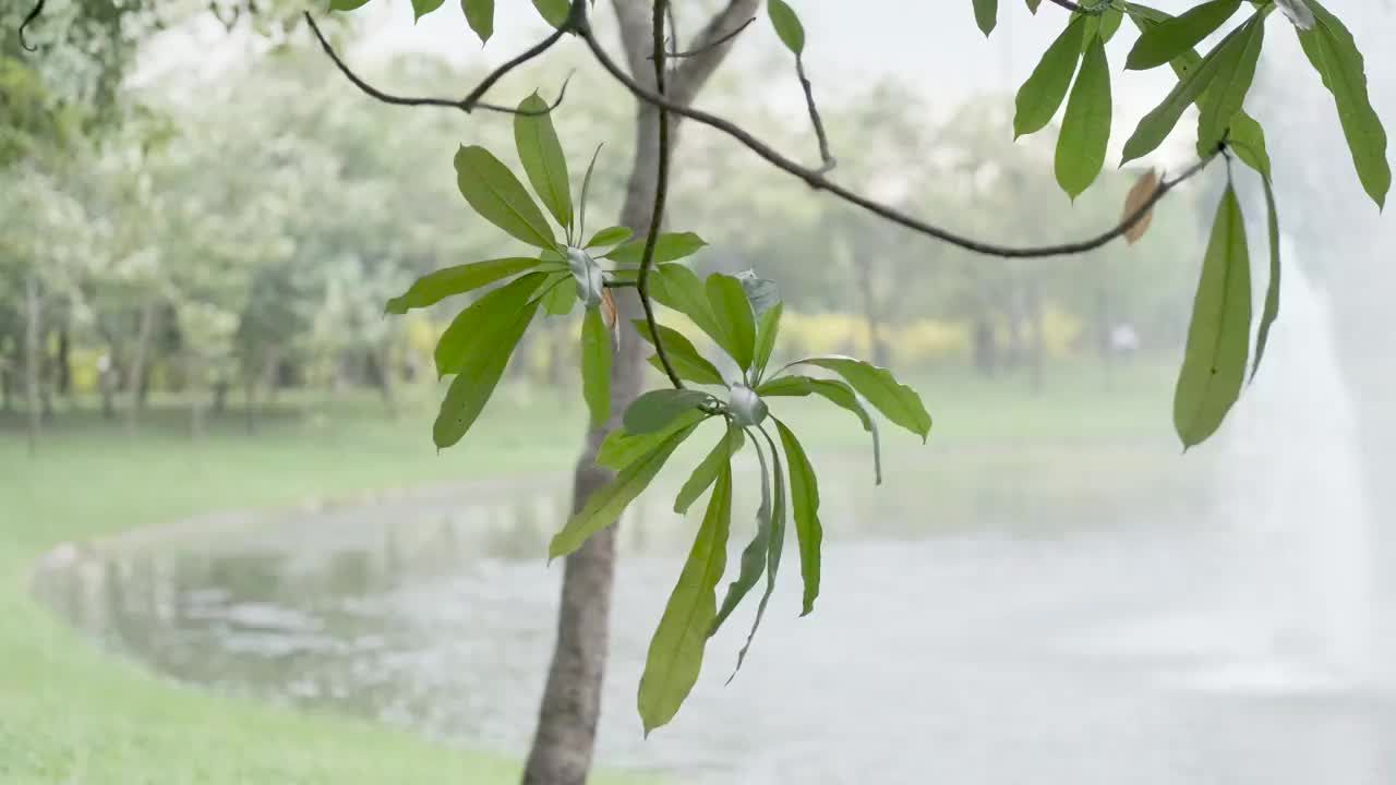 阳光透过树叶，绿油油的植物与喷泉河和火炬4่k