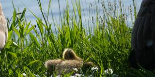 有趣的黄色小鹅坐在绿色的草地上四处张望，想要睡觉。自然界中的加拿大鹅