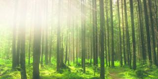 森林阳光自然神奇射线晨雾绿树