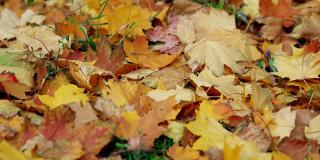 秋天的时间。枫树上黄色和橙色的干叶子在微风中摇摆