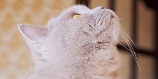 好奇的灰色，一只毛绒绒的纯种猫抬头看，目光没有移开。变焦