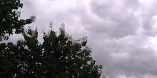 雨前，柚木树枝在狂风中摇曳。