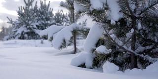 冬天下雪的景观。松枝上的松软雪。低角度。