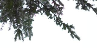 在印度喜马偕尔邦的马纳里，一棵松树的树枝在降雪期间被雪覆盖。下雪时，雪花落在相机上。