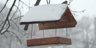 麻雀在雪下的鸟窝里啄食，背景是一场雪。鸟屋里的家麻雀(Passer domesticus)