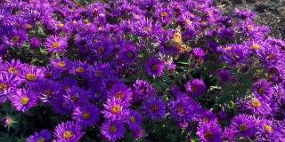 紫色紫菀花背景与蝴蝶和蜜蜂。