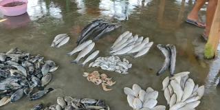 堆新鲜收获的罗胡鲤鱼鱼拉比奥罗赫塔鱼在地面上印度鱼市场出售